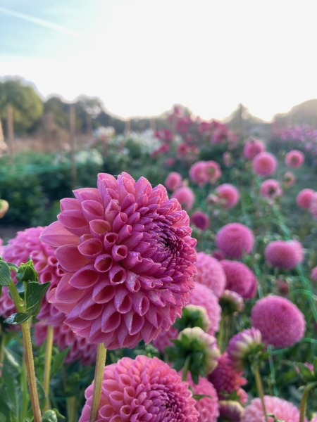 Dorset Dahlias